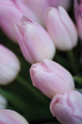 Picture of SOFT PINK TULIPS II