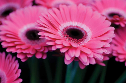 Picture of PINK GERBERA DAISIES I