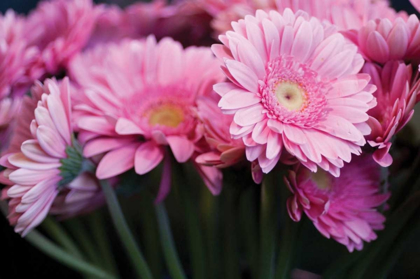 Picture of PINK GERBERA DAISIES II