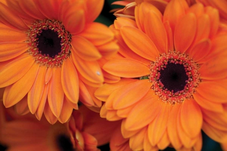 Picture of ORANGE GERBERA DAISIES