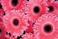 Picture of PINK GERBERA DAISIES III