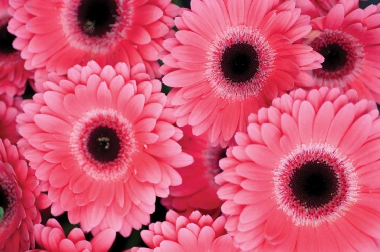 Picture of PINK GERBERA DAISIES III