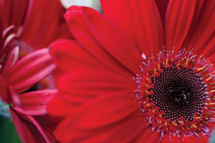 Picture of RED GERBERA CLOSE-UP