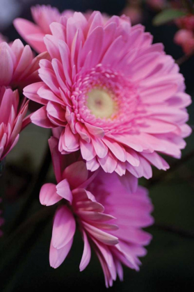 Picture of PINK GERBERA DAISIES IV