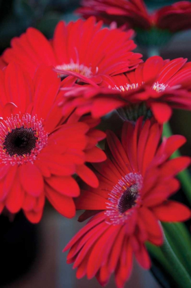 Picture of RED GERBERA DAISIES I