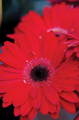 Picture of RED GERBERA DAISIES II