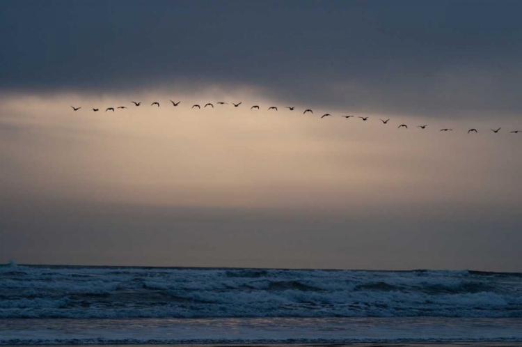 Picture of OREGON COAST SUNSET II