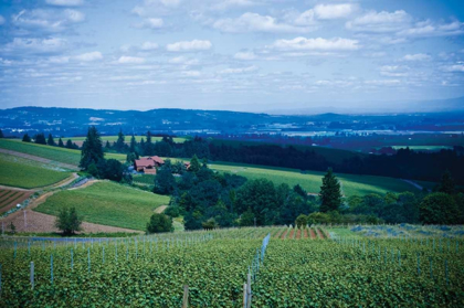 Picture of OREGON WINE COUNTRY