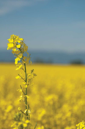 Picture of CANOLA CLOSE-UP