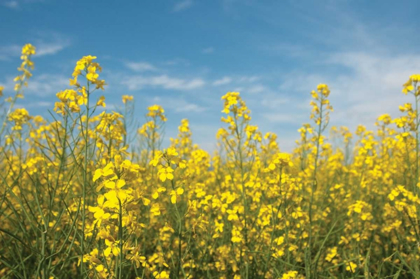 Picture of CANOLA BLOSSOMS