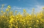 Picture of CANOLA BLOSSOMS