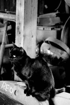 Picture of FARM CAT