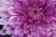 Picture of PURPLE MUM I