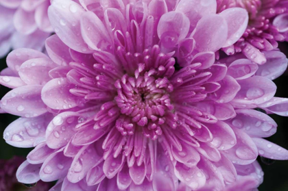 Picture of PURPLE MUM II