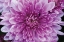 Picture of PURPLE MUM II
