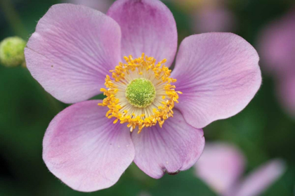 Picture of ANEMONE I
