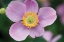 Picture of ANEMONE I