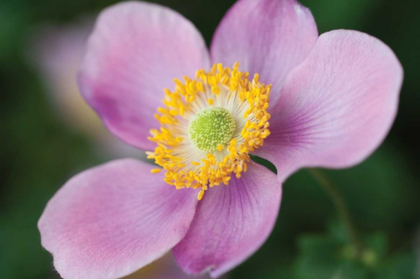 Picture of ANEMONE II
