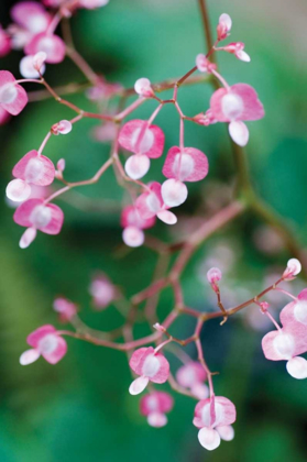 Picture of DELICATE BEGONIA I