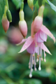 Picture of FUCHSIA BLOOM II