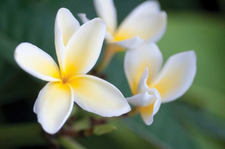 Picture of PLUMERIA II