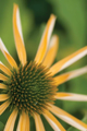 Picture of ECHINACEA I