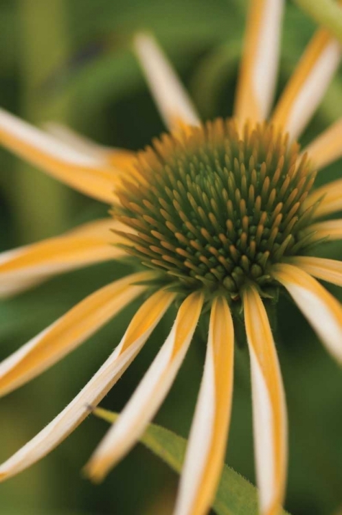 Picture of ECHINACEA II