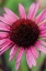 Picture of ECHINACEA III
