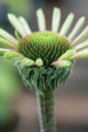 Picture of ECHINACEA IV