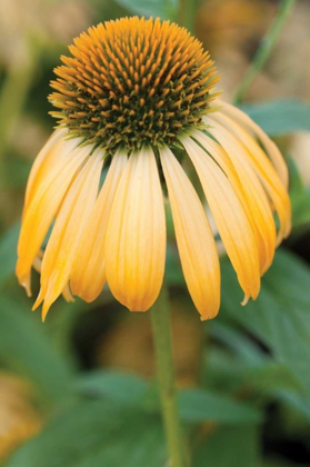 Picture of ECHINACEA V