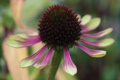 Picture of ECHINACEA VI