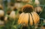 Picture of ECHINACEA VII