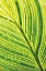 Picture of LEAF DETAIL III