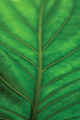 Picture of LEAF DETAIL V