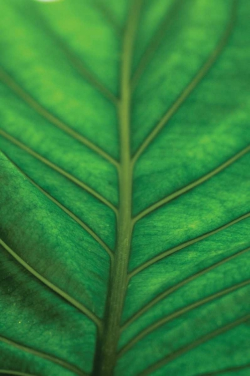 Picture of LEAF DETAIL V