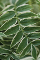 Picture of COMPOUND LEAVES I