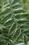 Picture of COMPOUND LEAVES I