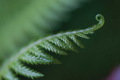 Picture of FERN DETAIL I