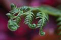 Picture of FERN DETAIL II