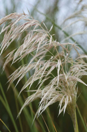 Picture of NATIVE GRASS I
