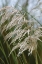 Picture of NATIVE GRASS I
