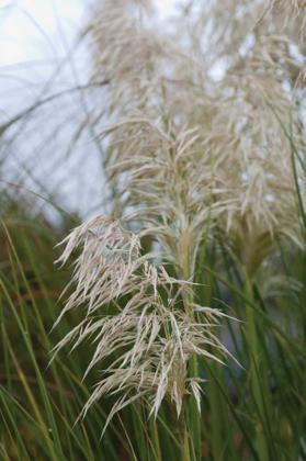 Picture of NATIVE GRASS II