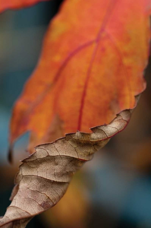 Picture of ORANGE LEAVES II