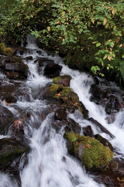 Picture of WAHKEENA FALLS I