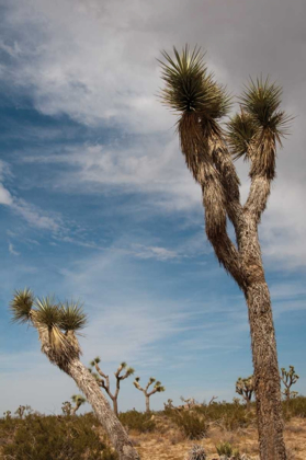 Picture of JOSHUA TREE I