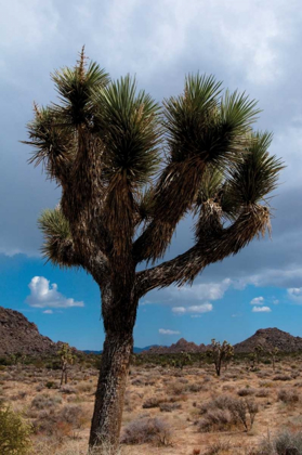 Picture of JOSHUA TREE II