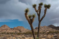 Picture of JOSHUA TREE III