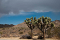 Picture of JOSHUA TREE IV