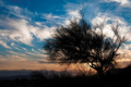 Picture of SUNSET IN JOSHUA TREE I