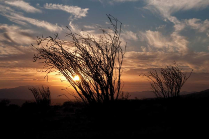 Picture of OCOTILLO CACTUS I